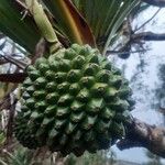Pandanus utilis Frucht