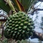 Pandanus utilis Owoc