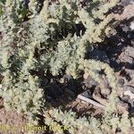 Atriplex glauca Natur