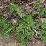 Trifolium suffocatum Vivejo