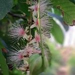 Barringtonia racemosa Floare