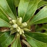 Pachysandra terminalis Flower