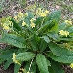 Primula × polyanthaBlüte