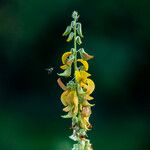 Crotalaria pallida Цвят