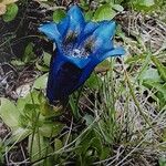 Gentiana acaulis Květ