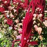 Amaranthus hybridus Frucht