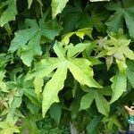 Liquidambar styracifluaഇല