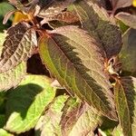 Heliopsis helianthoides Blatt