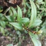 Aeschynanthus fulgens Folha