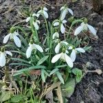 Galanthus nivalis Kvet