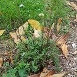 Anemone multifida Tervik taim