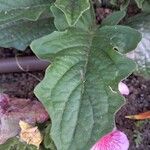 Gerbera jamesonii Leaf