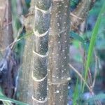 Montanoa hibiscifolia چھال