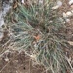 Festuca liviensis Likasa