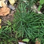 Lycopodium complanatum Leht