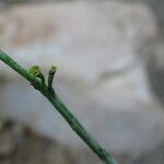 Euphorbia platyclada Flor