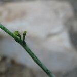 Euphorbia bosseri Blomst