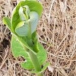 Asclepias latifolia ᱥᱟᱠᱟᱢ