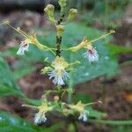 Collinsonia canadensis फूल