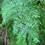 Osmunda regalis Leaf