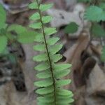 Asplenium platyneuron ᱥᱟᱠᱟᱢ