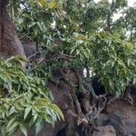Ficus ingens List