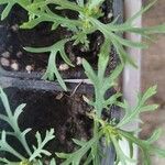 Argyranthemum frutescens Lorea