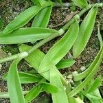 Tradescantia crassula Leaf