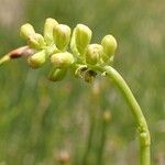 Tofieldia calyculata Frutto