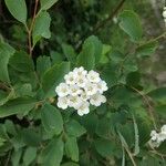 Spiraea × vanhouttei Õis