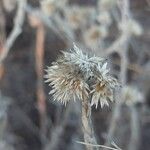 Helichrysum globosum Fruit