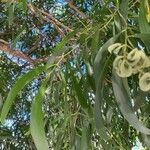 Acacia auriculiformis Fruit