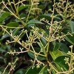 Ligustrum lucidum Frucht