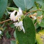 Lonicera fragrantissimaBloem