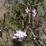 Campylanthus salsoloides Flower