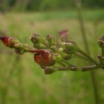 Scrophularia oblongifolia Kvet