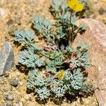 Eschscholzia glyptosperma ᱛᱟᱦᱮᱸ