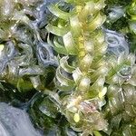 Elodea nuttallii Hoja
