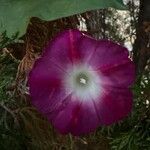 Ipomoea tricolor Flower