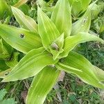 Callisia fragrans Leaf