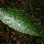 Sagotia racemosa Leaf