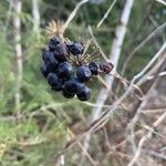 Smilax herbacea ഫലം