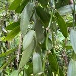 Vanilla planifolia ᱥᱟᱠᱟᱢ