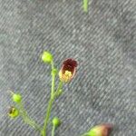 Scrophularia marilandica Flor