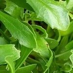 Osteospermum ecklonis Blad