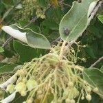 Kiggelaria africana Blüte