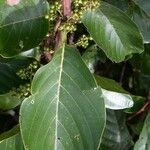 Pinzona coriacea Yaprak