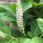 Phytolacca esculenta Hoja