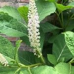 Phytolacca esculenta 葉