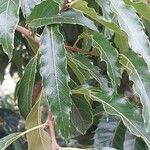 Quercus castaneifolia Листок